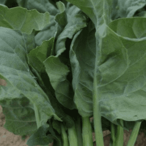 Fresh green leafy vegetables with thick stems.